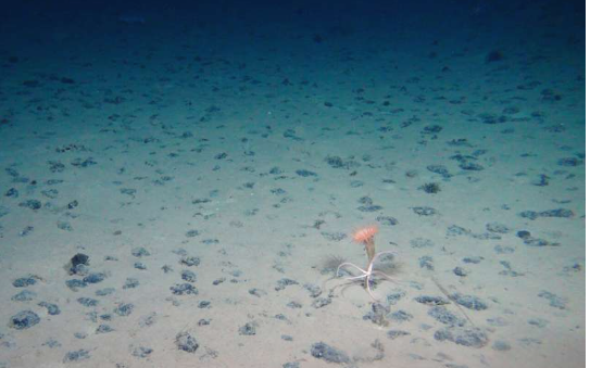 Marine biologist finds unexpected biodiversity on the ocean floor