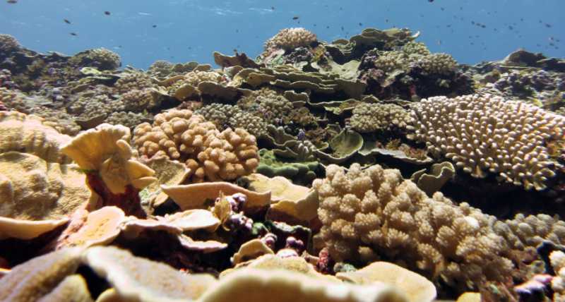 NOAA, Smithsonian join forces to advance ocean biodiversity and resilience