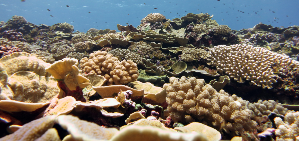 NOAA, Smithsonian join forces to advance ocean biodiversity and resilience