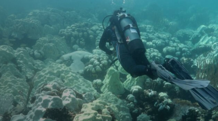 largest-ever deep-sea coral reef