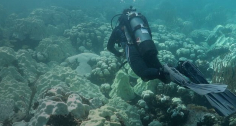 largest-ever deep-sea coral reef