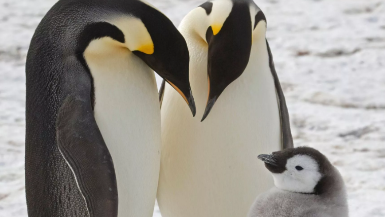 Satellite imagery reveals previously unknown colonies of emperor penguins in Antarctica