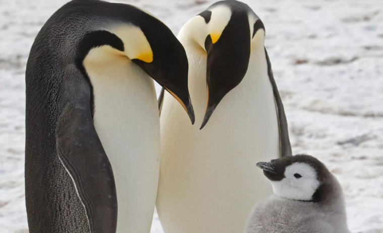 Satellite imagery reveals previously unknown colonies of emperor penguins in Antarctica