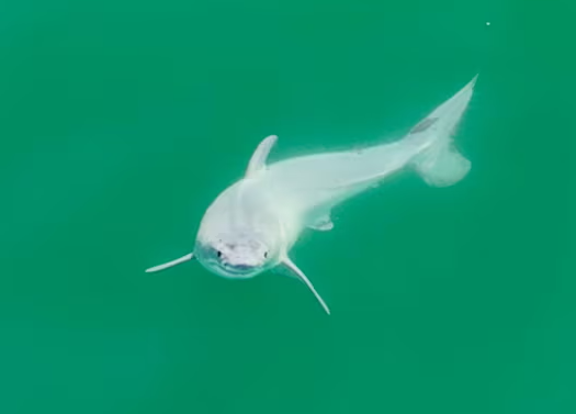 Baby shark! Researchers may have captured first image of newborn great white