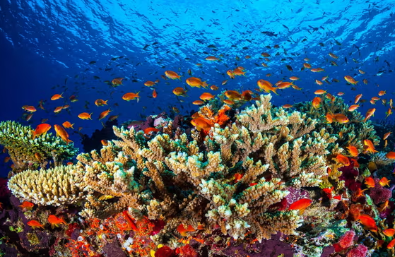 Australia ‘on track’ with climate targets needed to protect Great Barrier Reef, Labor tells Unesco