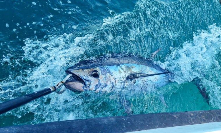 bluefin tuna are back in British seas