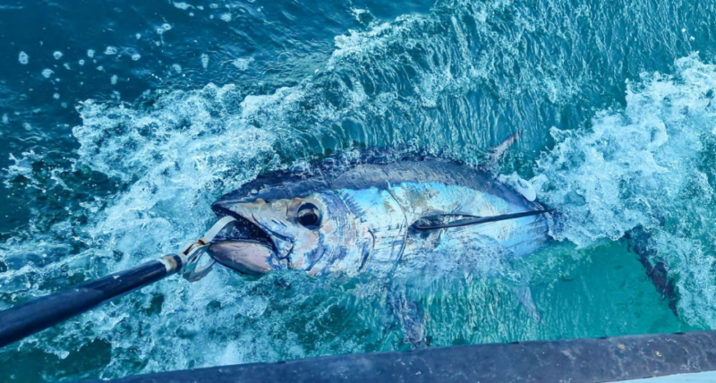 bluefin tuna are back in British seas