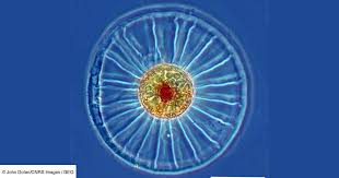 Les "yeux" de la mer: Des algues océaniques perçoivent la lumière à l'aide  d'un organe insoupçonné (CNRS) - Geo.fr